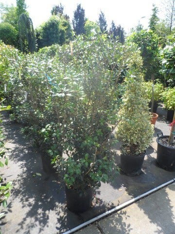 Schijnhulst (Osmanthus Heterophyllus)