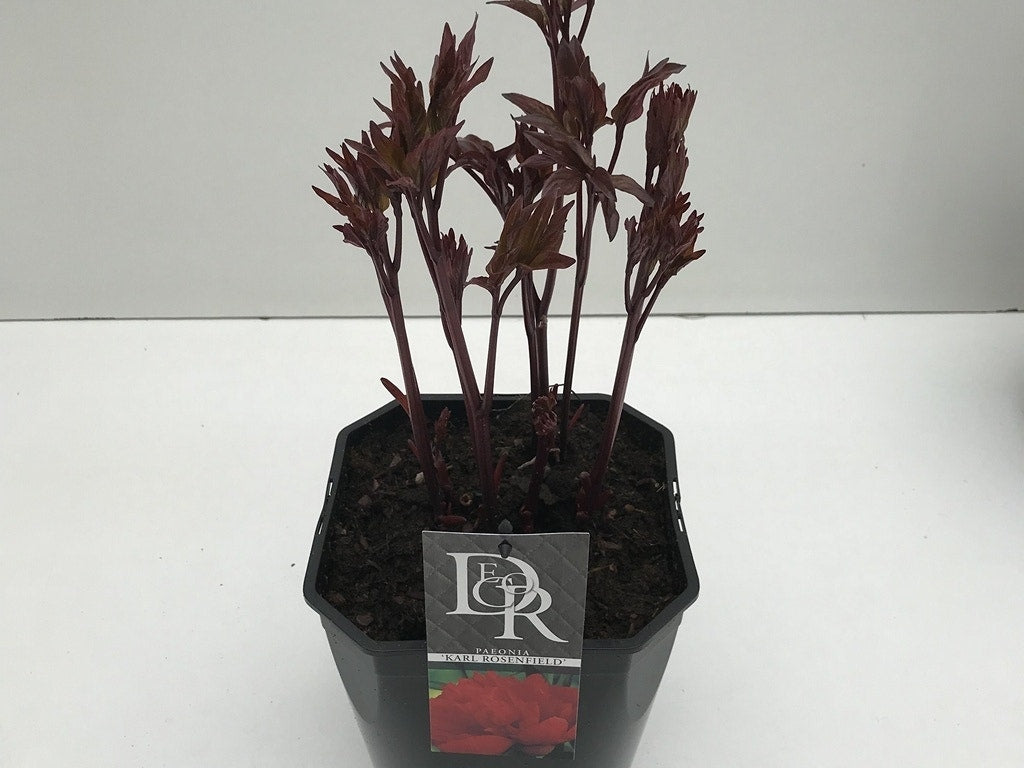 Pioenroos (Paeonia 'Karl Rosenfield')