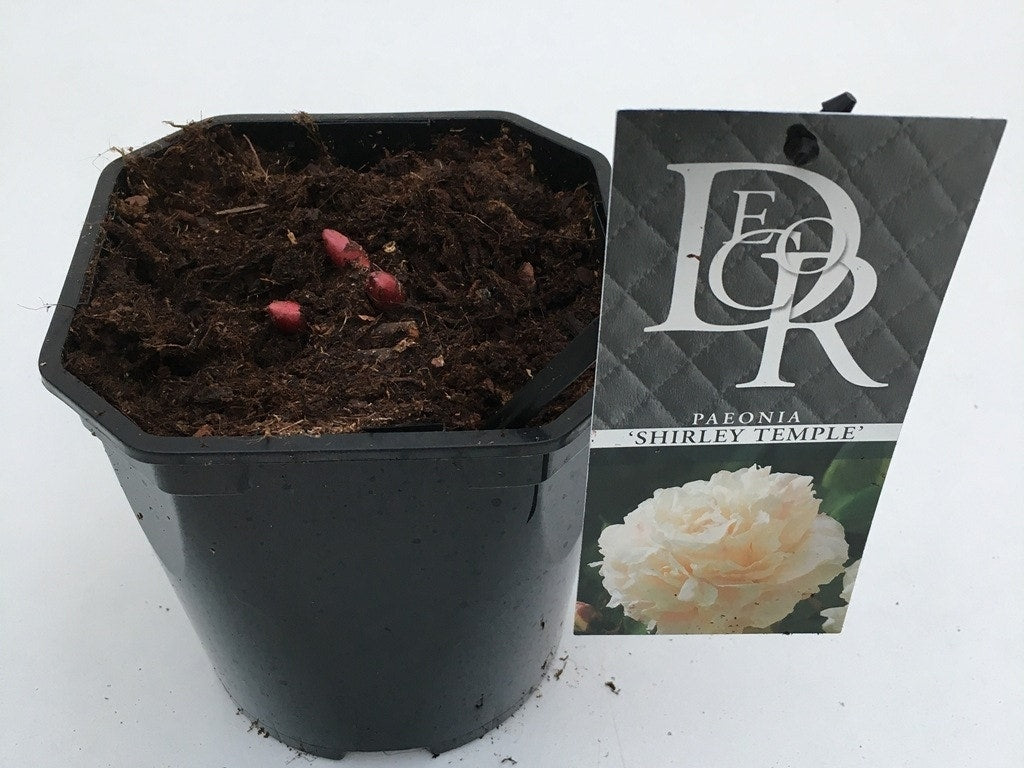 Pioenroos (Paeonia Lactiflora 'Shirley Temple')