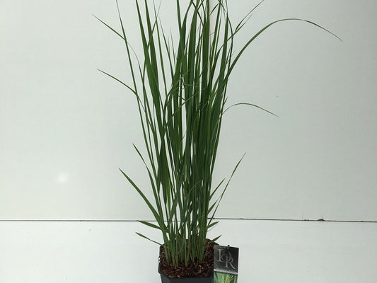 Vingergras (Panicum Virgatum 'Northwind')