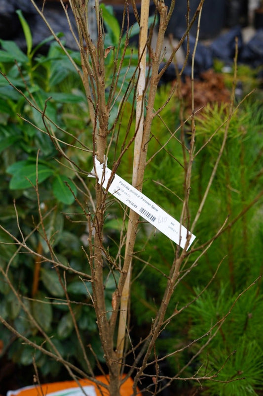 Perzisch Ijzerhout (Parrotia Persica 'Persian Spire')