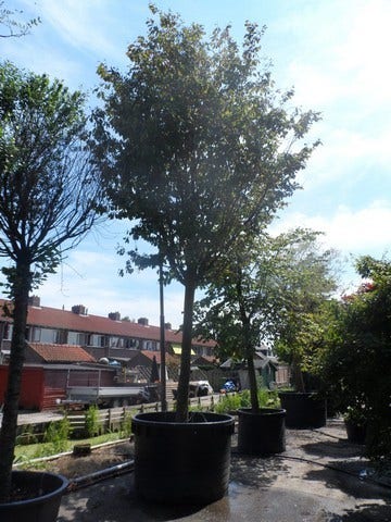 Perzisch IJzerhout Als Boom (Parrotia Persica)