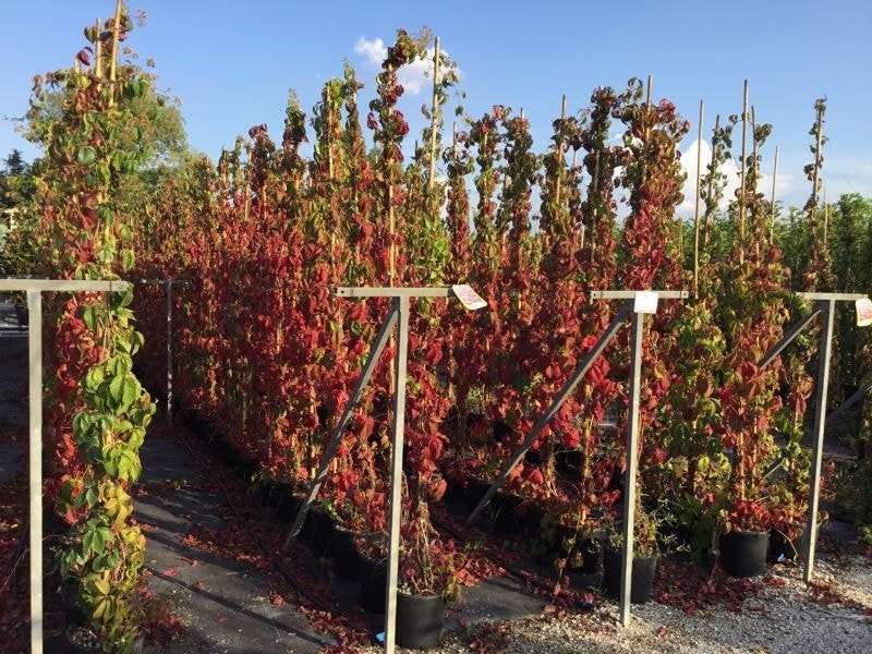 Wilde Wingerd (Parthenocissus Quinquefolia 'Engelmannii')