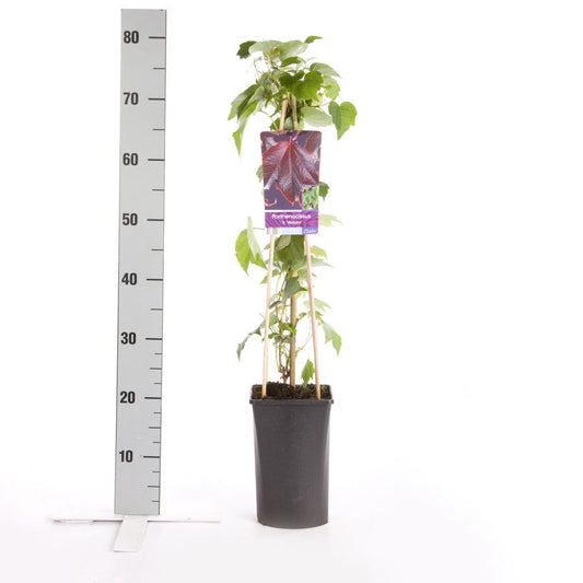 Wingerd (Parthenocissus Tricuspidata 'Veitchii')
