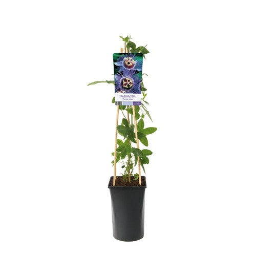Passiebloem (Passiflora 'Purple Haze'