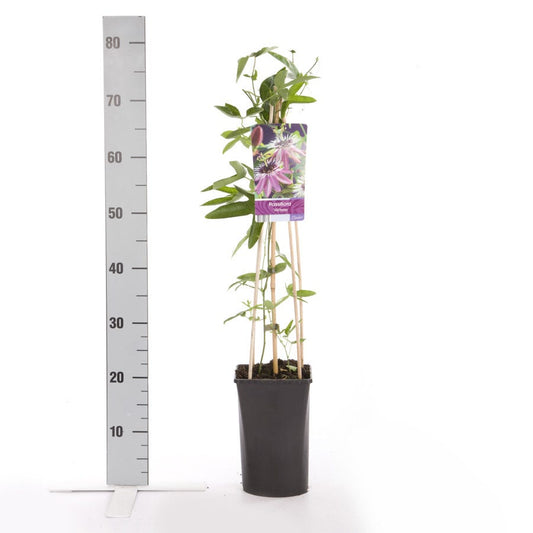 Passiebloem (Passiflora 'Victoria')