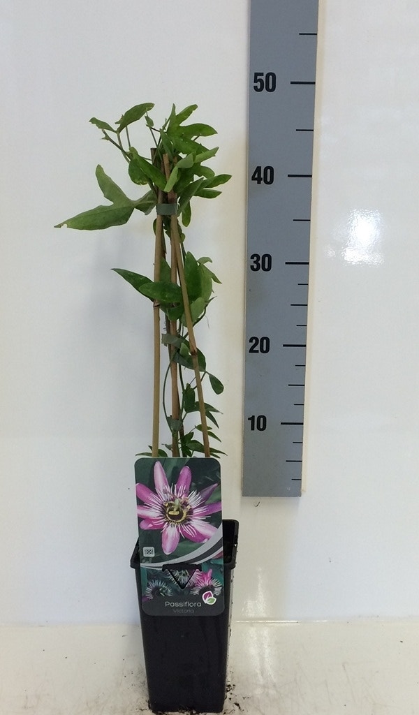 Passiebloem (Passiflora 'Victoria')