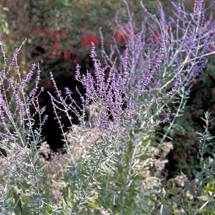 Reuzenlavendel (Perovskia Atriplicifolia 'Blue Spire')