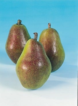 Perenboom (Pyrus Communis 'Bonne Louise D'Avranches')