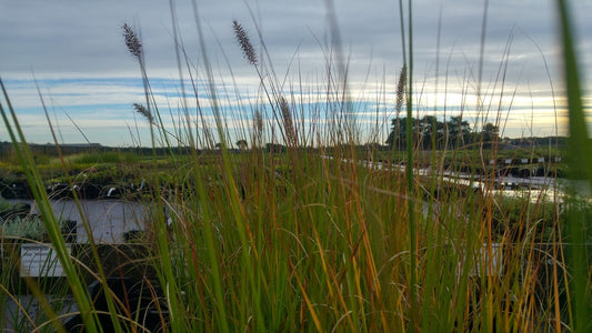 Lampepoetsersgras (Pennisetum Alopecuroides 'Cassian')