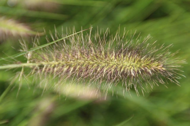 Lampepoetsersgras (Pennisetum Alopecuroides 'Reborn')