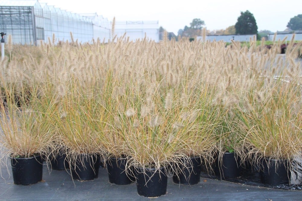 Lampepoetsersgras (Pennisetum Alopecuroides 'Hameln')