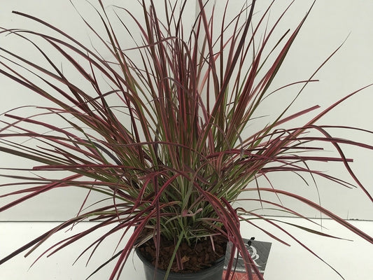 Lampepoetsersgras (Pennisetum Advena 'Fireworks')