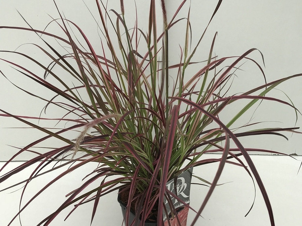Lampepoetsersgras (Pennisetum Advena 'Fireworks')