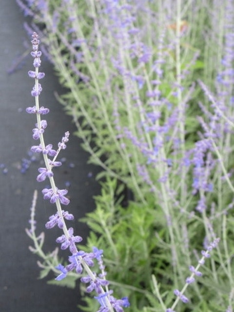 Reuzenlavendel (Perovskia Atriplicifolia 'Blue Spire')