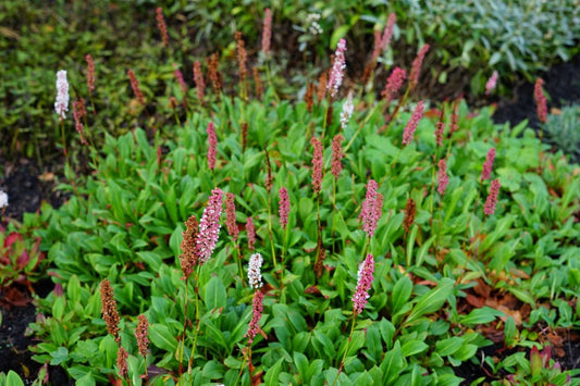 Duizendknoop (Persicaria Affinis 'Darjeeling Red')