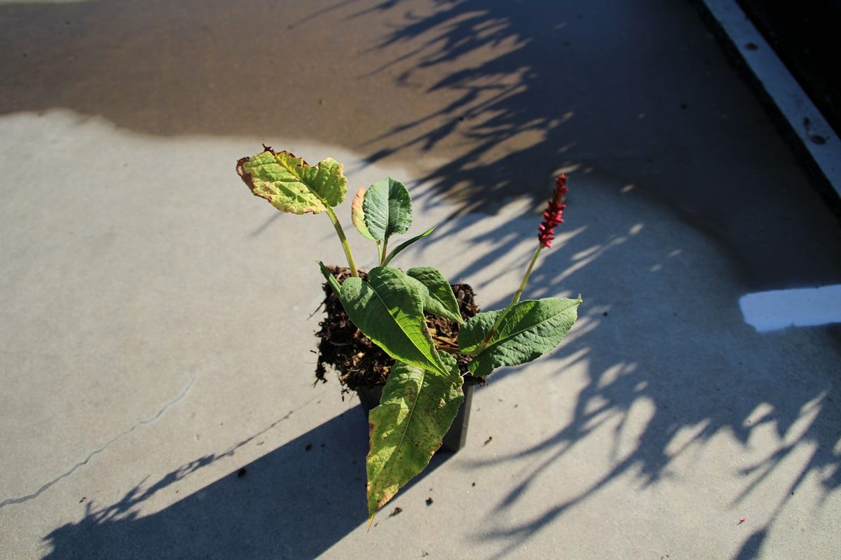 Duizendknoop (Persicaria Amplexicaulis 'Fat Domino')