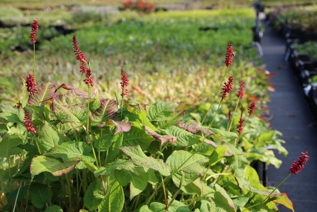 Duizendknoop (Persicaria Amplexicaulis 'JS Calor')