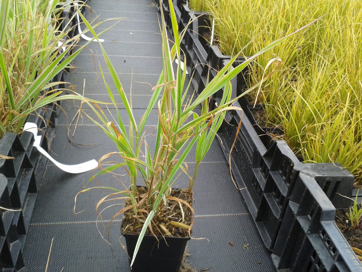 Kanariegras (Phalaris Arundinacea 'Picta')