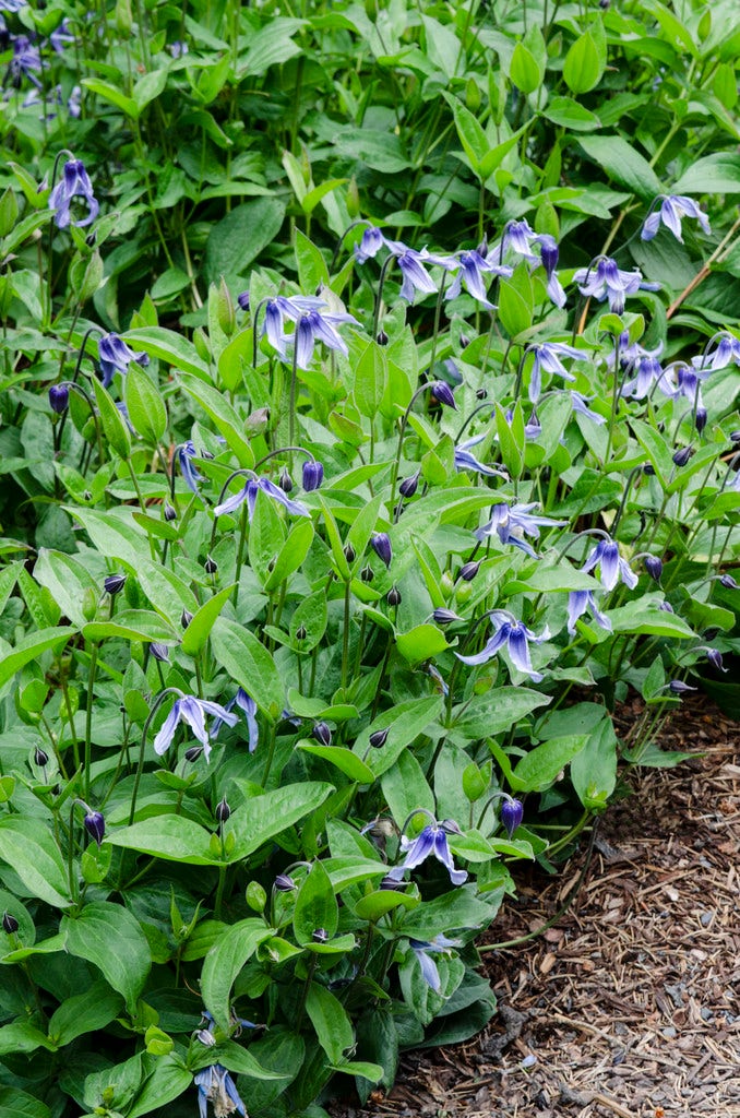Bodembedekkende Bosrank (Clematis Integrifolia)