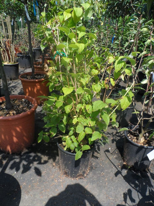 Boerenjasmijn (Philadelphus Coronarius)