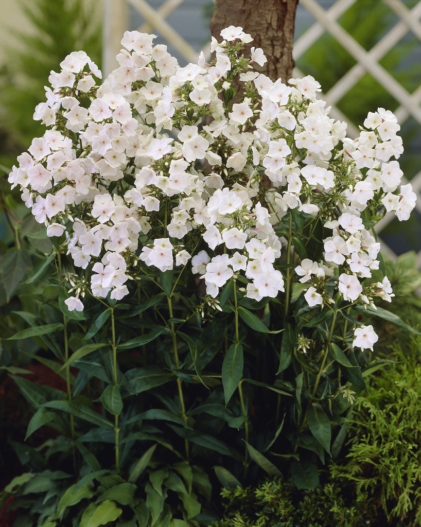 Vlambloem (Phlox Maculata 'Omega')