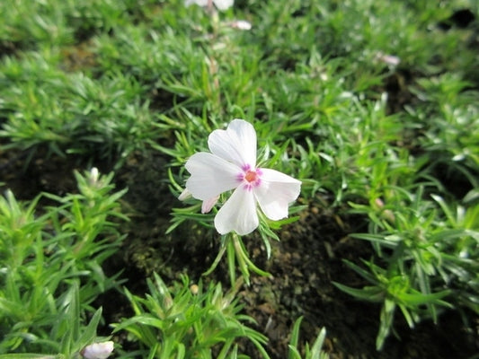 Kruipphlox (Phlox Subulata 'Amazing Grace')