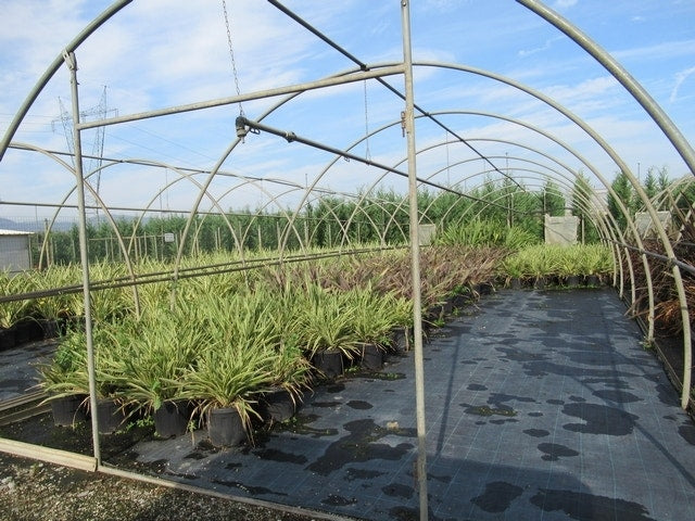 Nieuw Zeelands Vlas (Phormium Tenax)