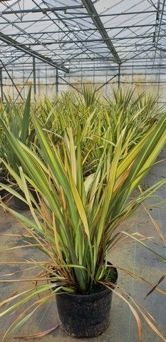 Nieuw Zeelands Vlas (Phormium 'Apricot Queen')