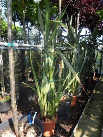 Nieuw Zeelands Vlas (Phormium Tenax)