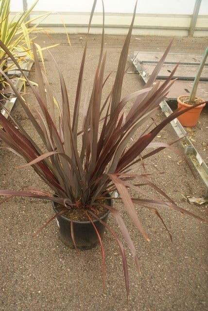 Nieuw Zeelands Vlas (Phormium Tenax 'Purpureum')