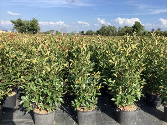 Glansmispel (Photinia Fraseri 'Red Robin') 80/100cm C10: Nu Extra Voordelig!