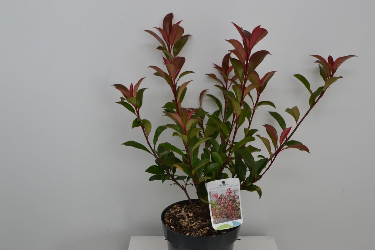Glansmispel (Photinia Fraseri 'Mandarino')