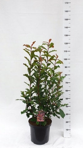 Glansmispel (Photinia Serratifolia ‘Crunchy’)