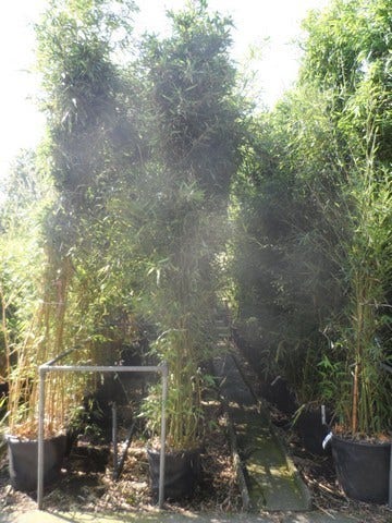 Bamboe (Phyllostachys Bissetii)