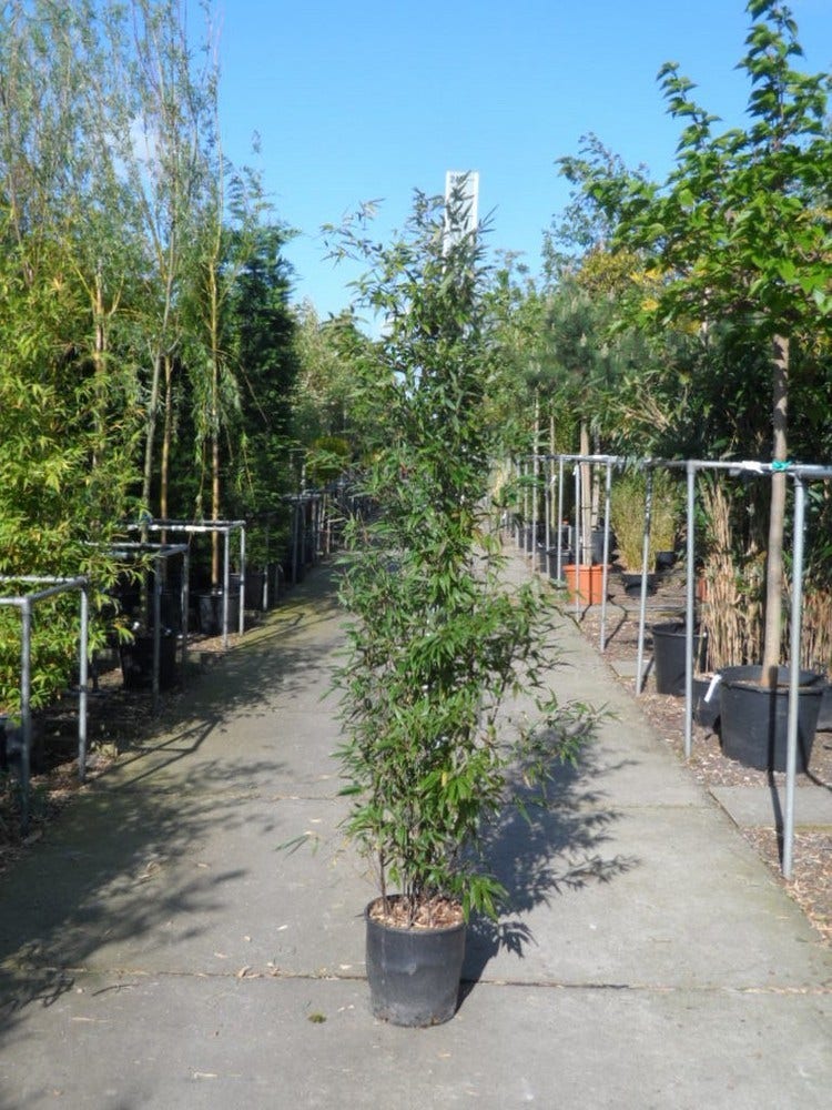 Bamboe (Phyllostachys Nigra)