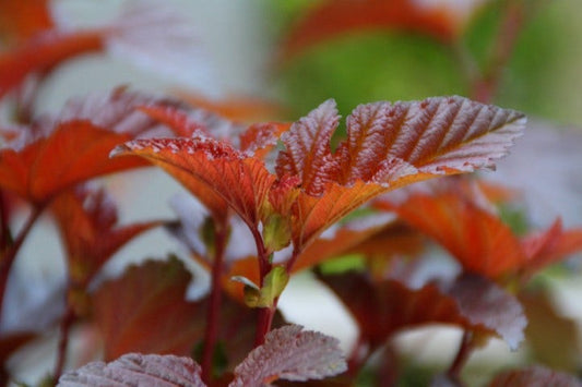 Blaasspirea (Physocarpus Opulifolius 'Lady In Red')