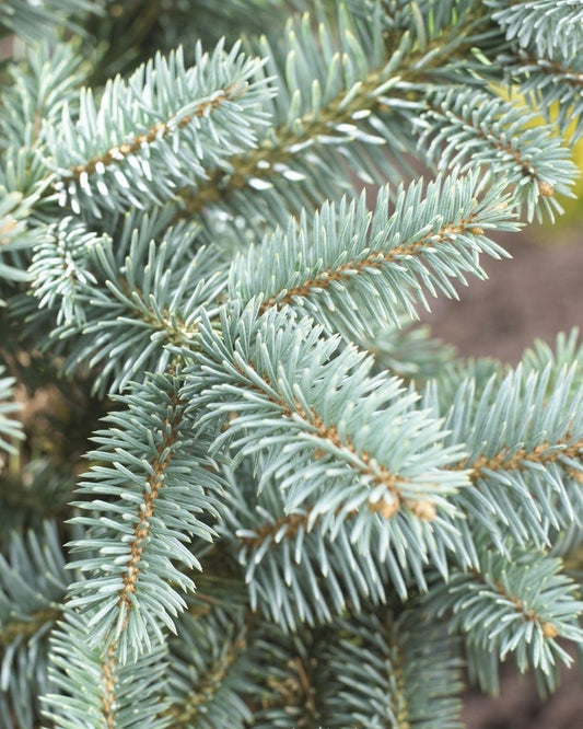 Fijnspar (Picea Abies)