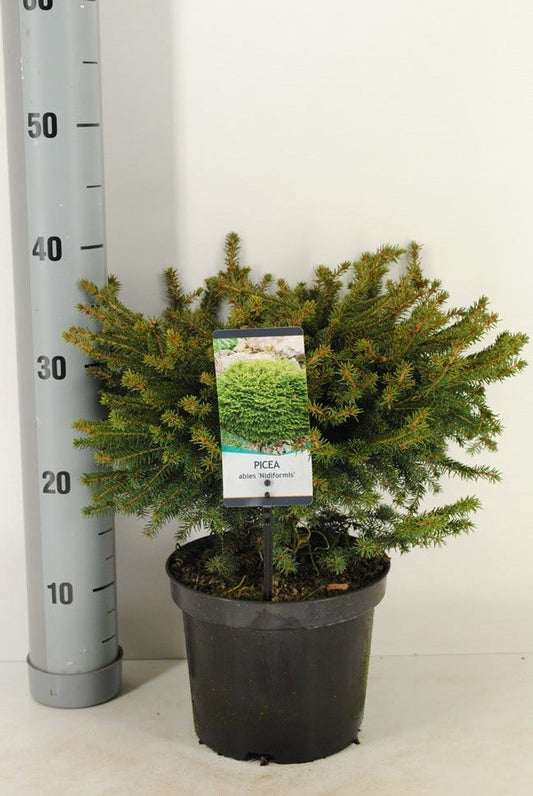 Spar (Picea Abies 'Nidiformis')