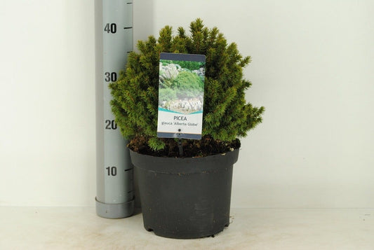 Kogelspar (Picea Glauca 'Alberta Globe')