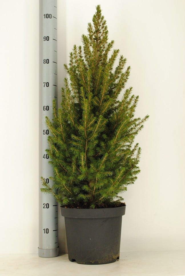 Spar (Picea Glauca 'Conica')