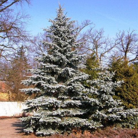 Spar (Picea Pungens 'Hoopsii')