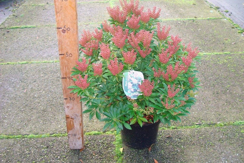 Rotsheide (Pieris Japonica 'Cupido')