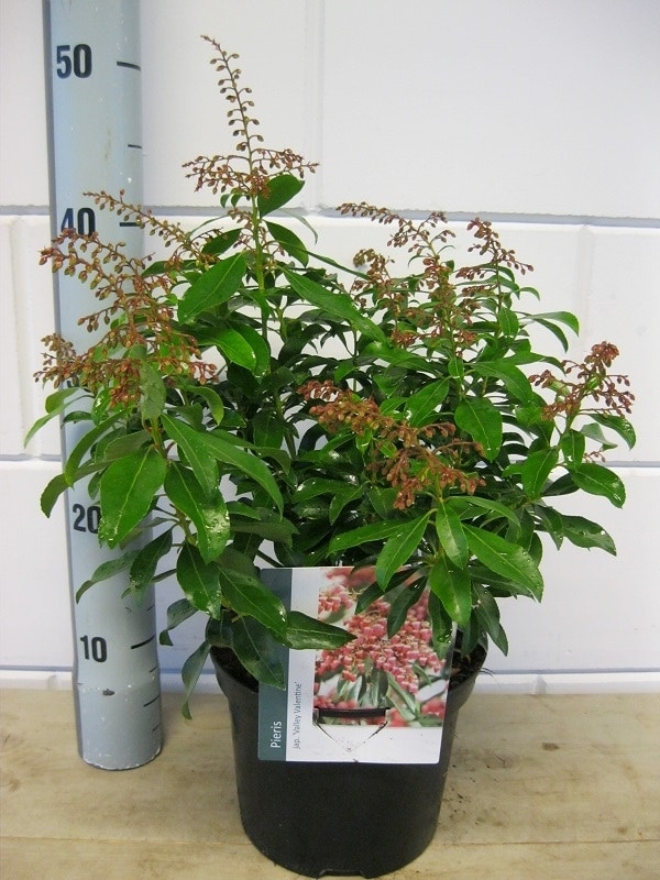 Rotsheide (Pieris Japonica 'Valley Valentine')