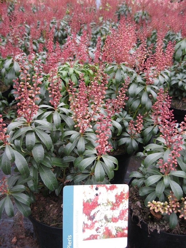 Rotsheide (Pieris Japonica 'Mountain Fire')