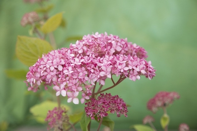 Hortensia (Hydrangea 'Pink Annabelle')