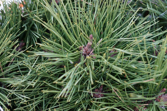 Zwarte Den (Pinus Nigra 'Marie Bregeon')