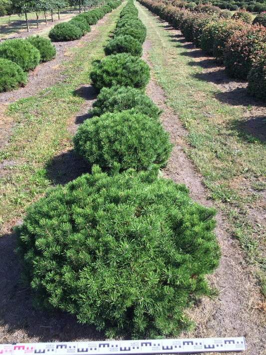 Bergden Als Bolvorm (Pinus Mugo 'Mugo')