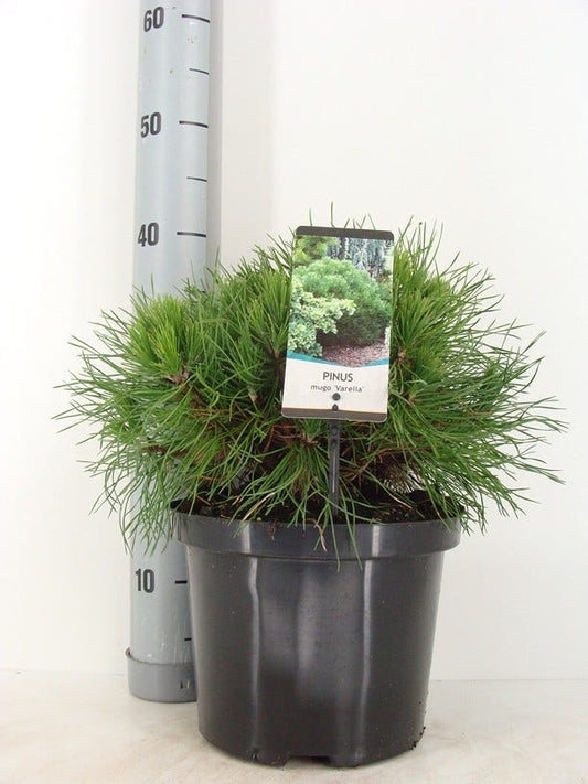 Dwerg Bergden (Pinus Mugo 'Varella')