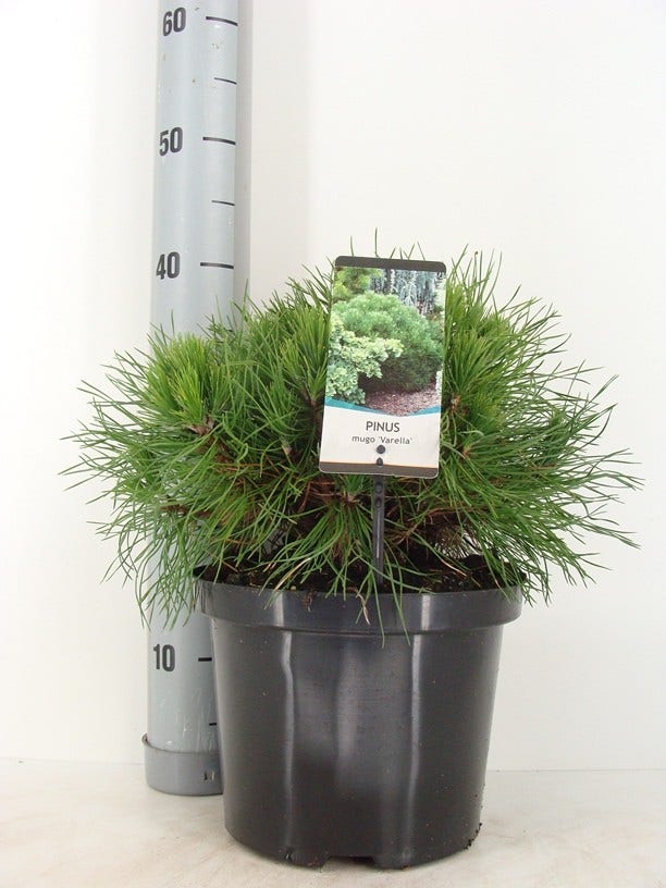 Dwerg Bergden (Pinus Mugo 'Varella')